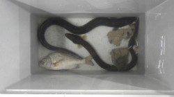 【ビックリ！】椿でウナギ&チヌ