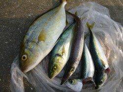 確率高いぞ　空港の小青物