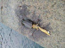 小島　エギングでアオリイカの新子調査　コウイカの新子もヒット