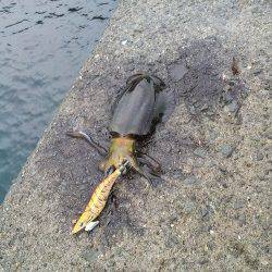 小島　エギングでアオリイカの新子調査　コウイカの新子もヒット