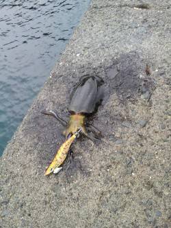 小島　エギングでアオリイカの新子調査　コウ…