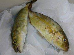 兵庫突堤 ツバスとシオだ~