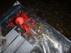 夜の兵突サビキ釣りでツバスも!