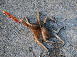 網干浜北東面でのオクトパッシング・サビキの釣果