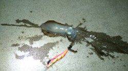 明石港での深夜からのエギング釣果