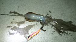 明石港での深夜からのエギング釣果