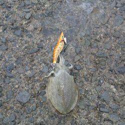 小島　エギングでアオリイカの新子調査　コウイカの新子もヒット