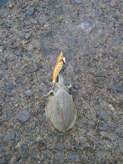 小島　エギングでアオリイカの新子調査　コウイカの新子もヒット