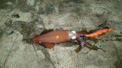 明石港での深夜からのエギング釣果