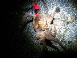 本荘人口島　タコテンヤの遠投でタコ1パイ