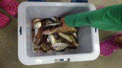 堺漁港サビキ・穴釣りで魚種豊富にGET！！