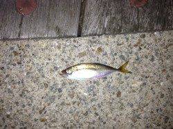 舞洲　アジングでアジ2匹　時期的にまだまだか