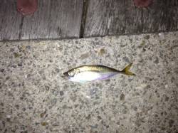 舞洲　アジングでアジ2匹　時期的にまだまだ…