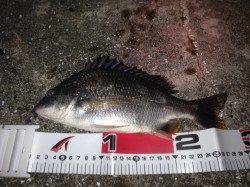 舞洲でチニング、凄く渋い感じでしたが、キビレ2匹ＧＥＴ！