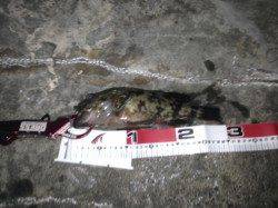 29cmのガシラやキビレをＧＥＴ！