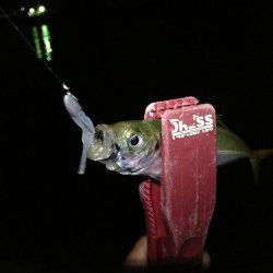 洲本でアジング、平均10～17cmの鰺と25cmのカマス