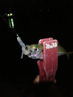 洲本でアジング、平均10～17cmの鰺と25cmのカマス