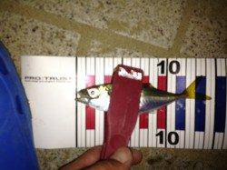 洲本　アジングで豆アジ20匹　ボトムでカサゴ