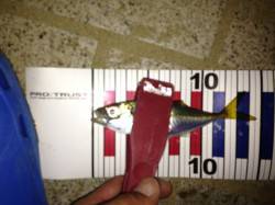 洲本　アジングで豆アジ20匹　ボトムでカサ…