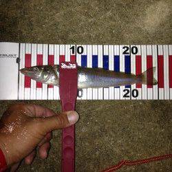 新川口　アジングで嬉しい外道のチヌ＆キス　豆アジも多数