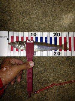 新川口　アジングで嬉しい外道のチヌ＆キス　豆アジも多数