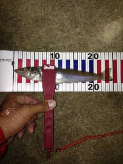 新川口　アジングで嬉しい外道のチヌ＆キス　…