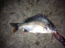 舞洲　チニングでキビレ3匹　今後はサイズアップ期待