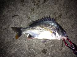 舞洲　チニングでキビレ3匹　今後はサイズア…