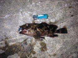 舞洲　チニングでキビレ＆ガシラ釣果☆