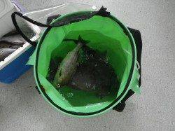 串本和深　フカセでイサギ多数＆グレ