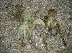 本荘人口島　17時からの2時間でタコテンヤでのタコ釣り