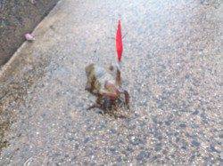 養老　エギングでアオリイカ2人で17ハイ　雷雨を避けての釣行