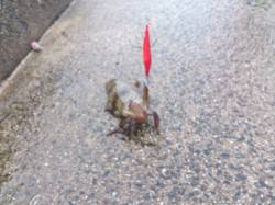 養老　エギングでアオリイカ2人で17ハイ　…