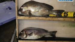 岩代の堤防、夜釣りフカセでコロダイGET！…