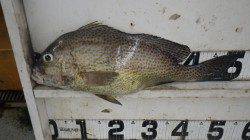 日置　オキアミでコロダイ51cm