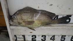 日置　オキアミでコロダイ51cm