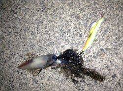 音海大波止でエギング、中層でケンサキGET