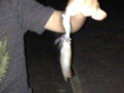 明石港　ライトエギングでケンサキ7ハイ　2〜2.5号エギ使用