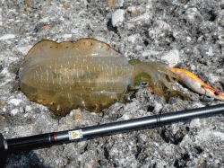 日本海側のアオリも少し大きくなってきました♪