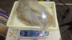 堺漁港　エギングでアオリイカの釣果