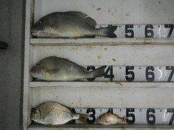 笠甫堤防でカゴ釣り、大きいものは22:00頃にHIT！