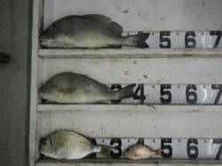 笠甫堤防でカゴ釣り、大きいものは22:00…