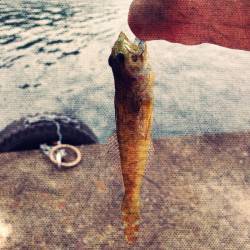 浜坂港 ライトゲームでマハタ・ハゼなど