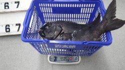 底物で立派なイシダイ・イシガキダイ