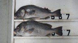 日置川で紀州釣り、コロダイ64cm