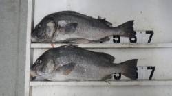 日置川で紀州釣り、コロダイ64cm