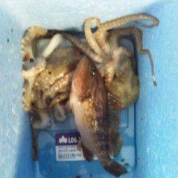 大阪南港　タコジグでタコ2ハイ　ブラクリで小型アコウ