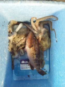 大阪南港　タコジグでタコ2ハイ　ブラクリで…