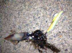 音海大波止でエギング、中層でケンサキGET