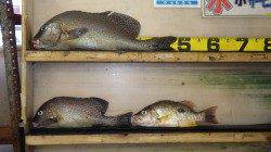 天神崎　フカセでコロダイ47.5cm　フエフキダイも